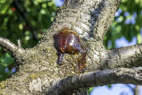 Gum on damaged bark of cherry tree. Gum treatment of stone trees Stock Photos