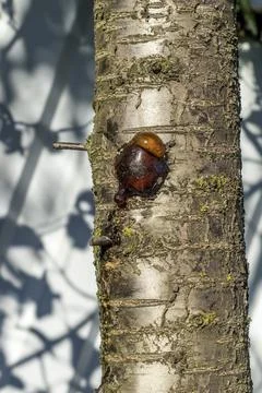 Gum on damaged bark of cherry tree. Gum treatment of stone trees Stock Photos