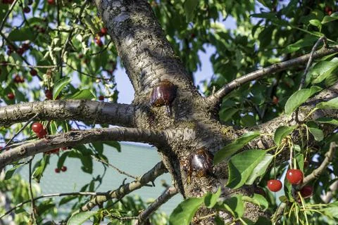Gum on damaged bark of cherry tree. Gum treatment of stone trees Stock Photos