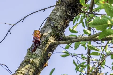 Gum on damaged bark of cherry tree. Gum treatment of stone trees 스톡 사진