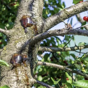 Gum on damaged bark of cherry tree. Gum treatment of stone trees Stock Photos