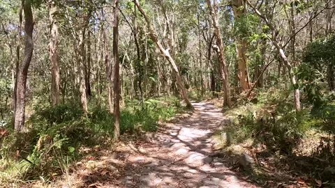 Gum Forest at Mount Coolum: Eucalyptus Trees, Scenic Trails, and Australian.. Stock Footage 295241202