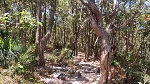Gum Forest at Mount Coolum: Eucalyptus Trees, Scenic Trails, and Australian.. Stock Footage 295241204