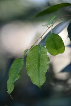 Gum leaves Stock Photos