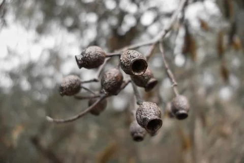 Gum Nut Stock Photos