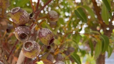 Gum Nuts on Eucalyptus tree in Australia Video stock 169371867
