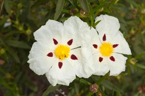 Gum rockrose Stock Photos