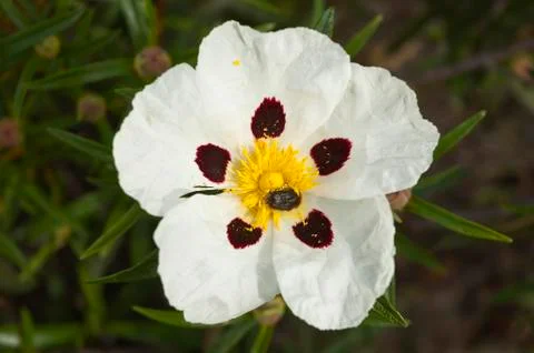 Gum rockrose Stock Photos