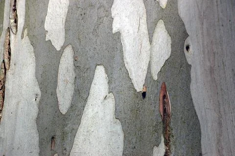 Gum tree bark Stock Photos