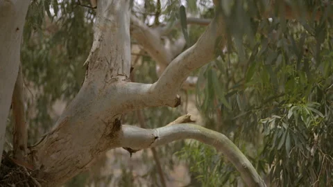Gum Tree Branches Stock Footage 236349649