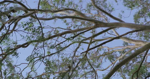 Gum tree at dusk - 4K (UltraHD) 스톡 동영상 39744361