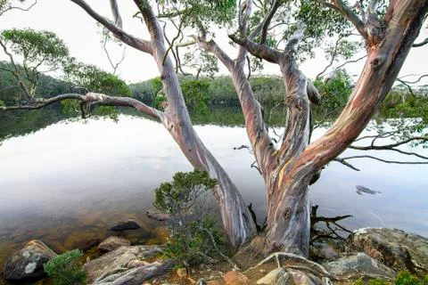 A gum tree (Eucalyptus sp.) hanging over Lake Dobson in Tasmania Stock Photos