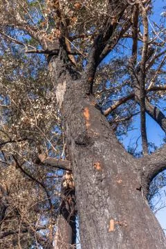 Gum Tree Fire Burned Stock Photos
