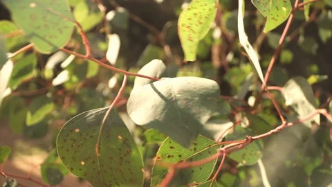 Gum Tree Stock Footage 113771541