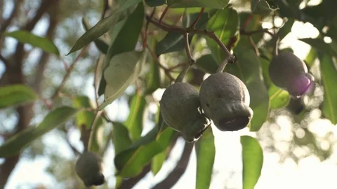 Gum Tree Stock Footage 113771973