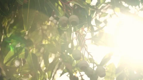 Gum Tree Stock Footage 113772108