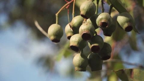 Gum Tree Stock Footage 113772128