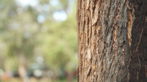 Gum Tree Stock Footage 113772191