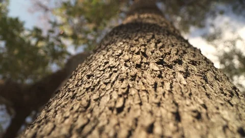 Gum Tree Stock Footage 113772435