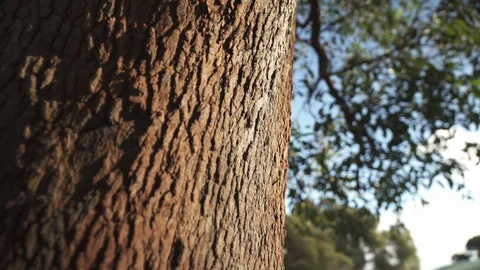 Gum Tree Stock Footage 113772479