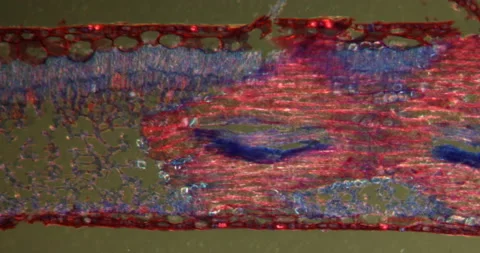 Gum-tree leave in Darkfield Stock Footage 146891557