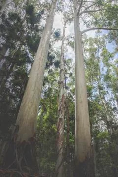 Gum tree Stock Photos