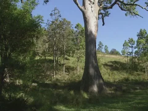 Gum tree - tilt up Stock Footage 22149079