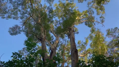 Gum trees against the blue sky on a beautiful day in tropical forest. Stock Footage 249732066