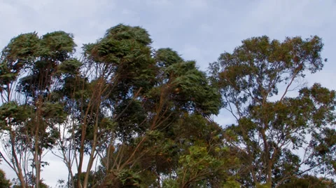 Gum trees in high winds 1 Video stock 32031709