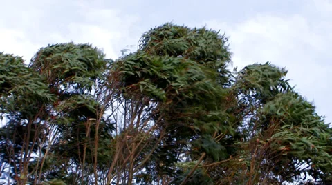 Gum trees in high winds 2 Video stock 32032177