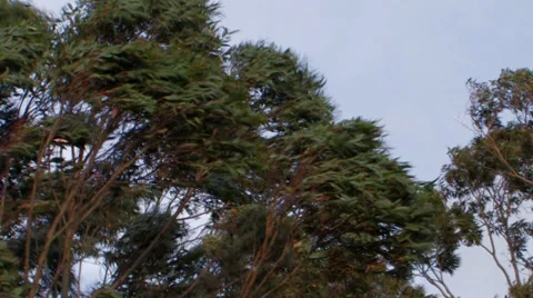 Gum trees in high winds 3 Video stock 32090246