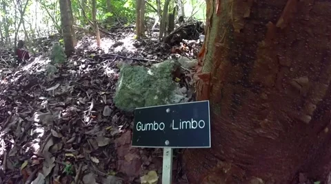 Gumbo limbo tree on big pine key in the florida keys Stock Footage 41869233
