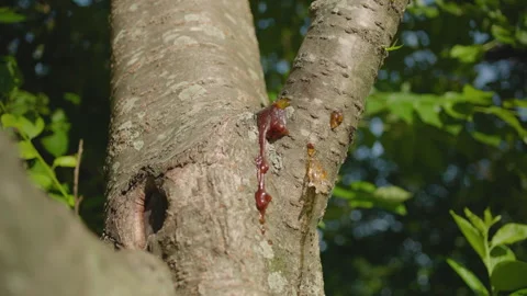 Gummosis - Sap Oozing from Cherry Tree Stock Footage 312231226