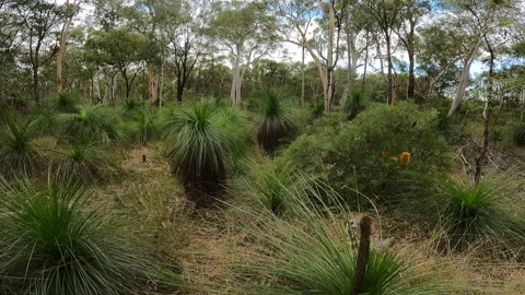 Gumtree Forest with Grass Tree plants and Banksia flowers Stock Footage 157143512