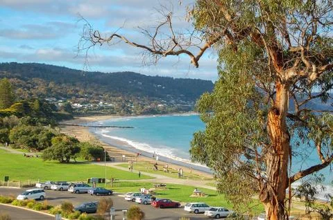 Gumtree - Lorne Stock Photos