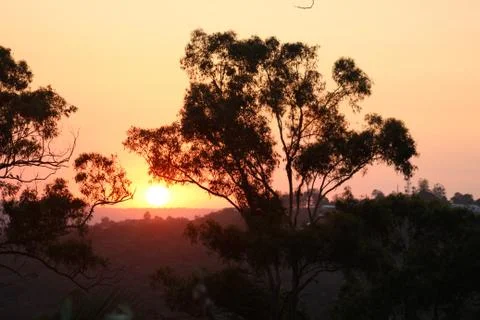 Gumtree silhouettes in front of sunset Stock Photos
