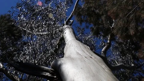 Gumtree in the Wind Video stock 80824571