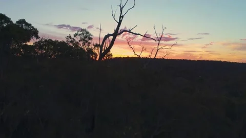 Gumtrees and Sunsets Stock Footage 150671879