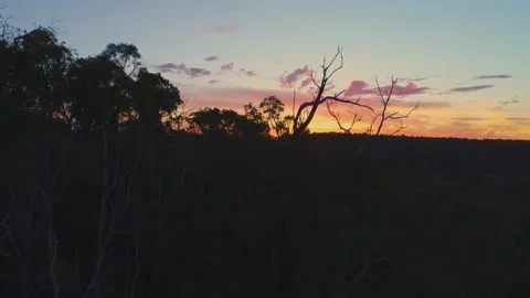 Gumtrees and Sunsets Jib Down Stock Footage 150671616