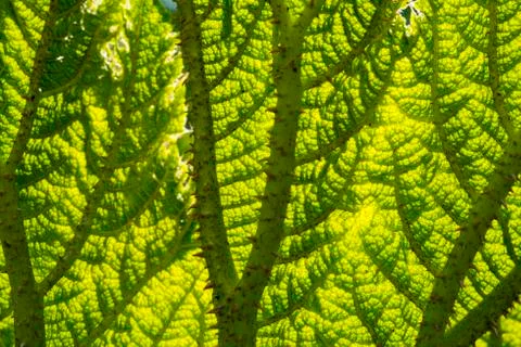 Gunnera leaf full frame Stock Photos