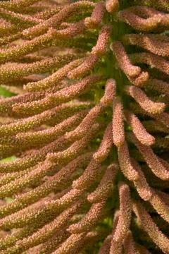 Gunnera Stock Photos