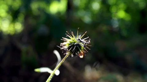 Gunter come in Stock Footage 39951472