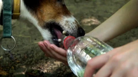 Gunter drink 2 Stock Footage 39951485