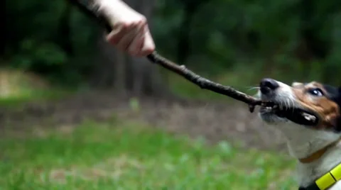 Gunter pull the stick Stock Footage 39951465