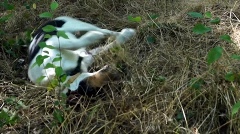 Gunter scratch Stock Footage 39951469