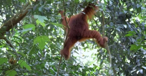 Gunung Leuser national park wildlife animals. Orangutan primate monkey in forest Stock Footage