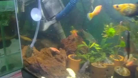 Guppies and their chicks Stock Footage 237616420