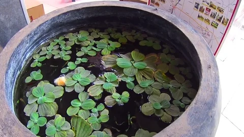 Guppies stone bowl Stock Footage 78990750