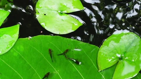 Guppy and Red swordtail Fish swim on a green leaf. Stock Footage 232028045