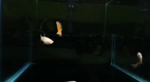 Guppy fish beauty Stock Footage